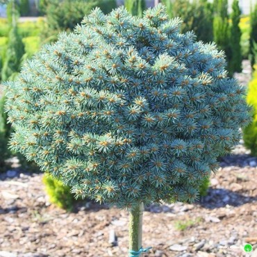 Blue Pearl Colorado Spruce