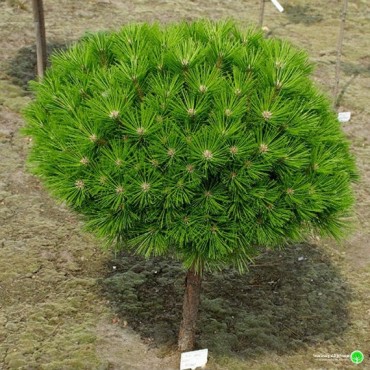 Japanese Red Pine 'Low Glow'