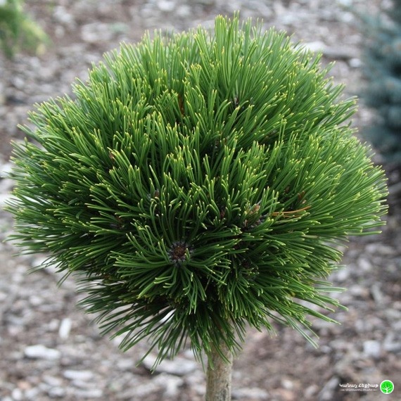 Smidt's Bosnian Pine