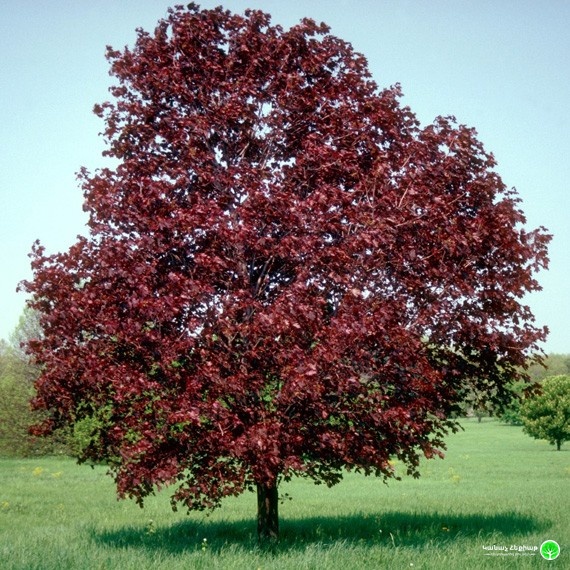 Royal Red Norway Maple