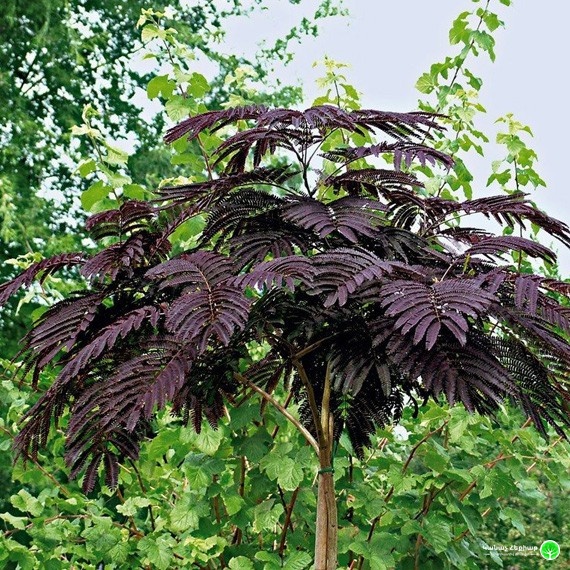 Persian Silk Tree "Summer Chocolate"