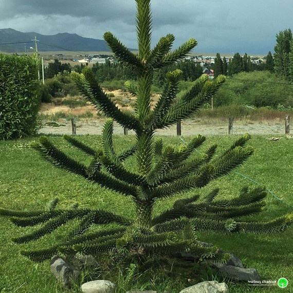 Chilean Pine