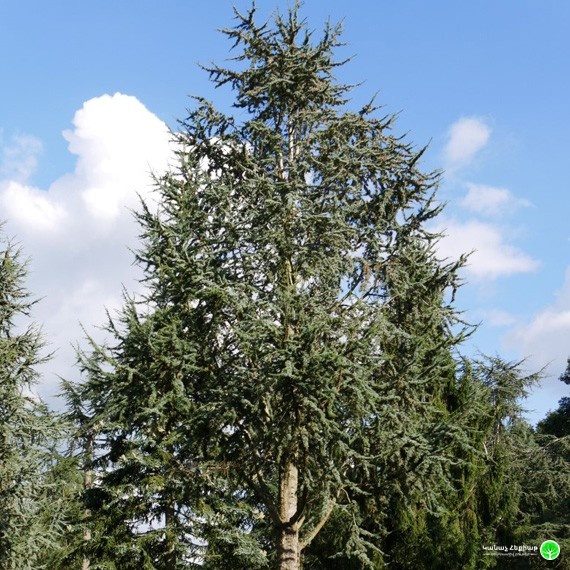 Fastigiata Lebanese Cedar