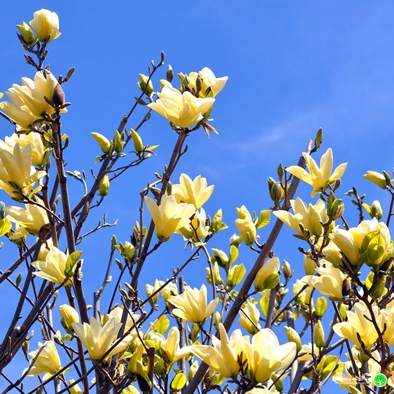 Magnolia brooklynensis ''Yellow Bird''