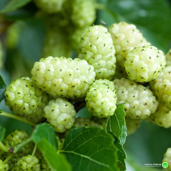 White Mulberry "Macrophylla"