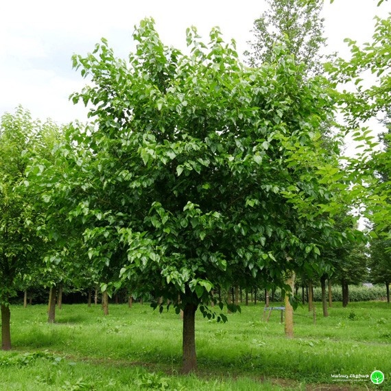 White Mulberry "Macrophylla"