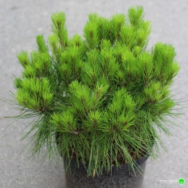 Alice Verkade Japanese Pine