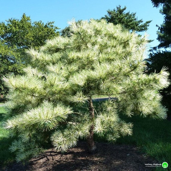 Oculus-Draconis Japanese Red Pine