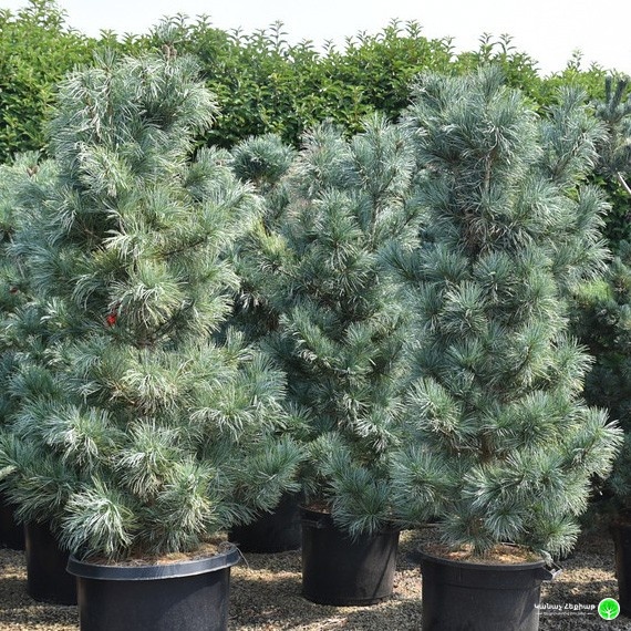 Cesarinii Blue Limber Pine