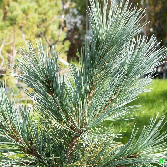 Cesarinii Blue Limber Pine
