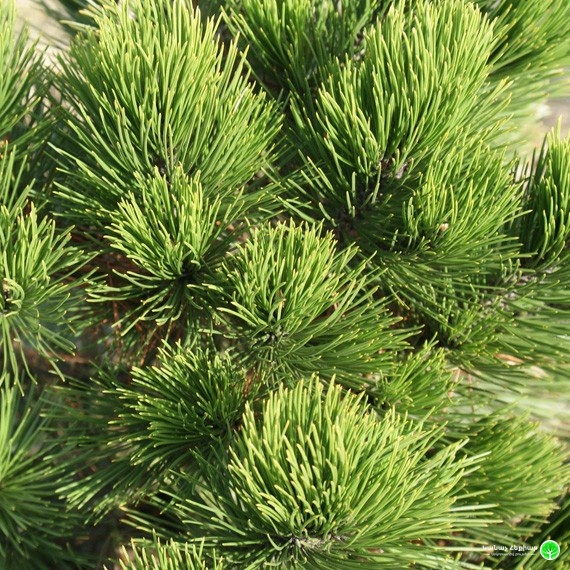 Compact Gem Heldreich’s Pine
