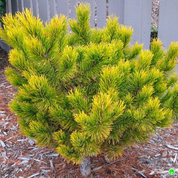 Pal Maleter Mountain Pine