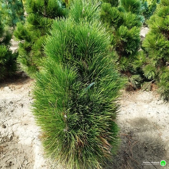 Green Tower Black Pine