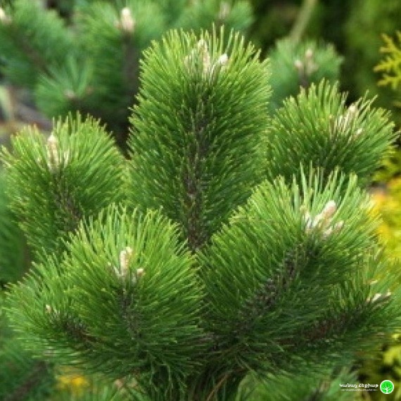 Oregon Green Black Pine
