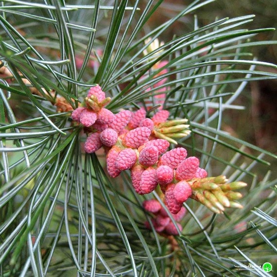 Glauca Japanese White Pine
