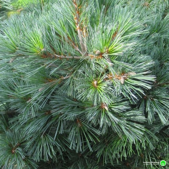 Edel Weymouth Pine