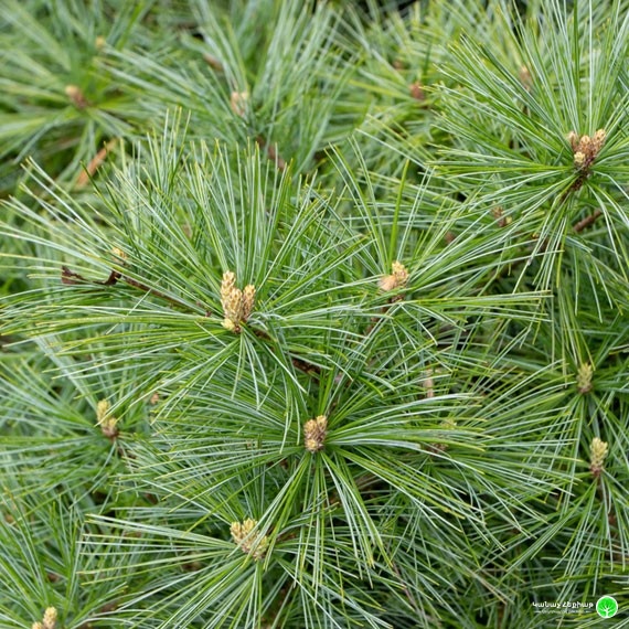 Radiata Weymouth Pine