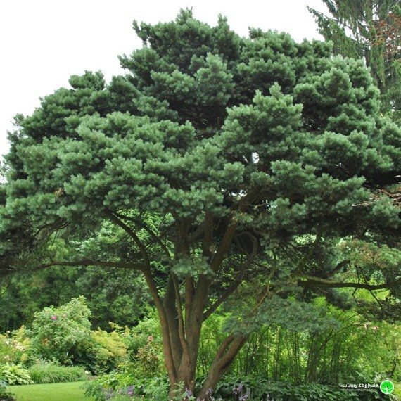 Watereri Scots Pine