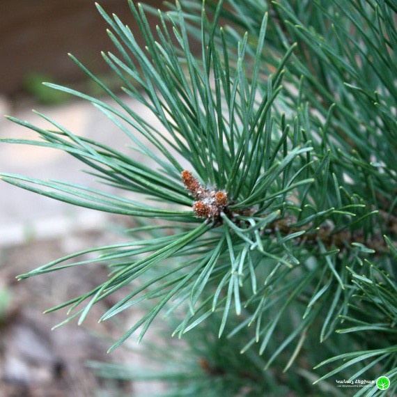 Watereri Scots Pine