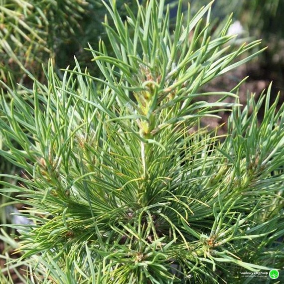 Xawery Scots Pine
