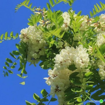 Ռոբինիա «Ումբրակուլիֆերա»