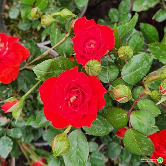 Red Abundance Rose